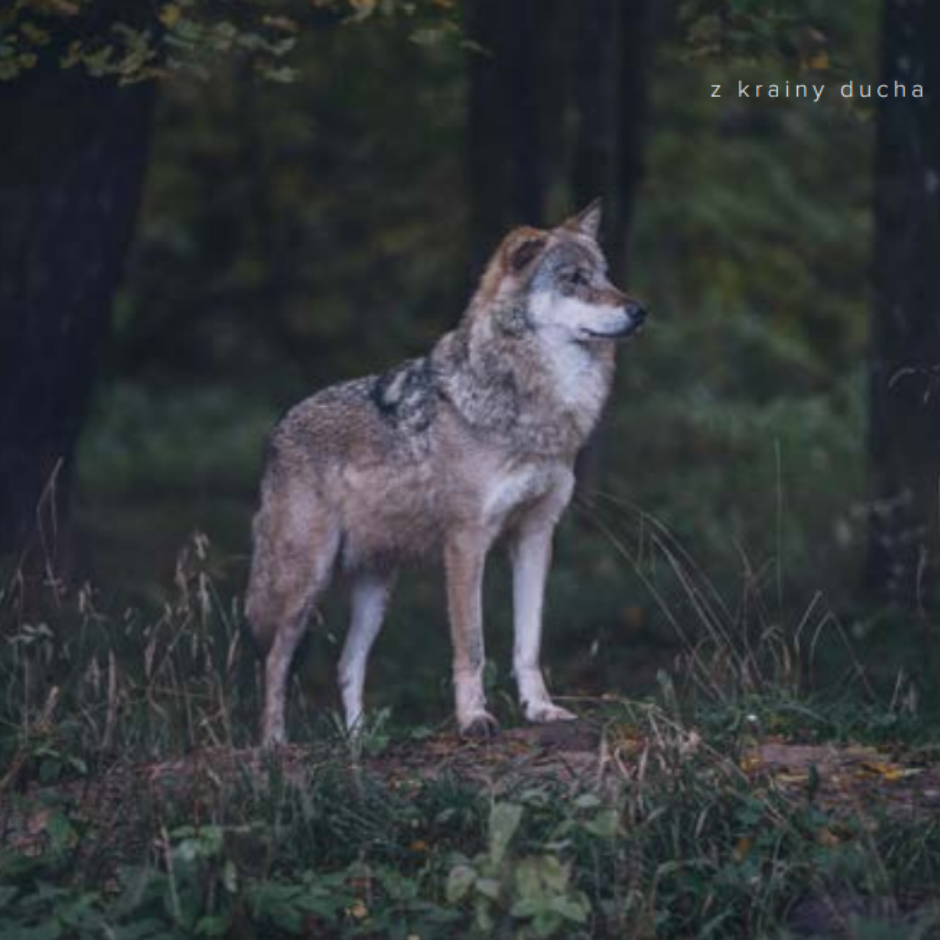 Wspaniałe zwierzęta wróciły i budzą strach wśród ludzi  Nasz piękny sąsiad wilk