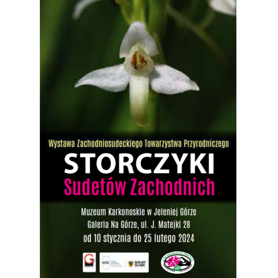 Dlaczego storczyki? Wiele ich rośnie u nas! 